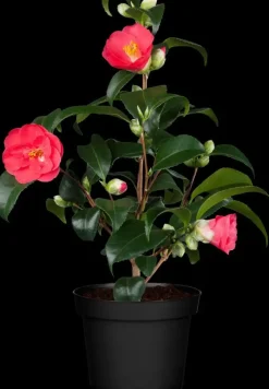 Camellia japonica (Japanse Roos)