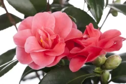 Camellia japonica (Japanse Roos)