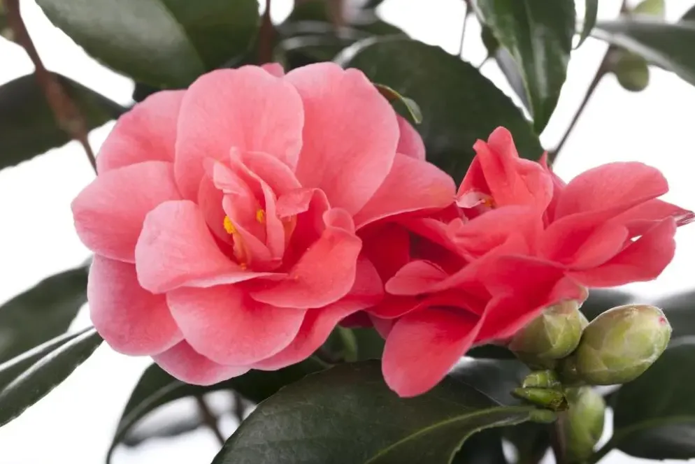 Camellia japonica (Japanse Roos)