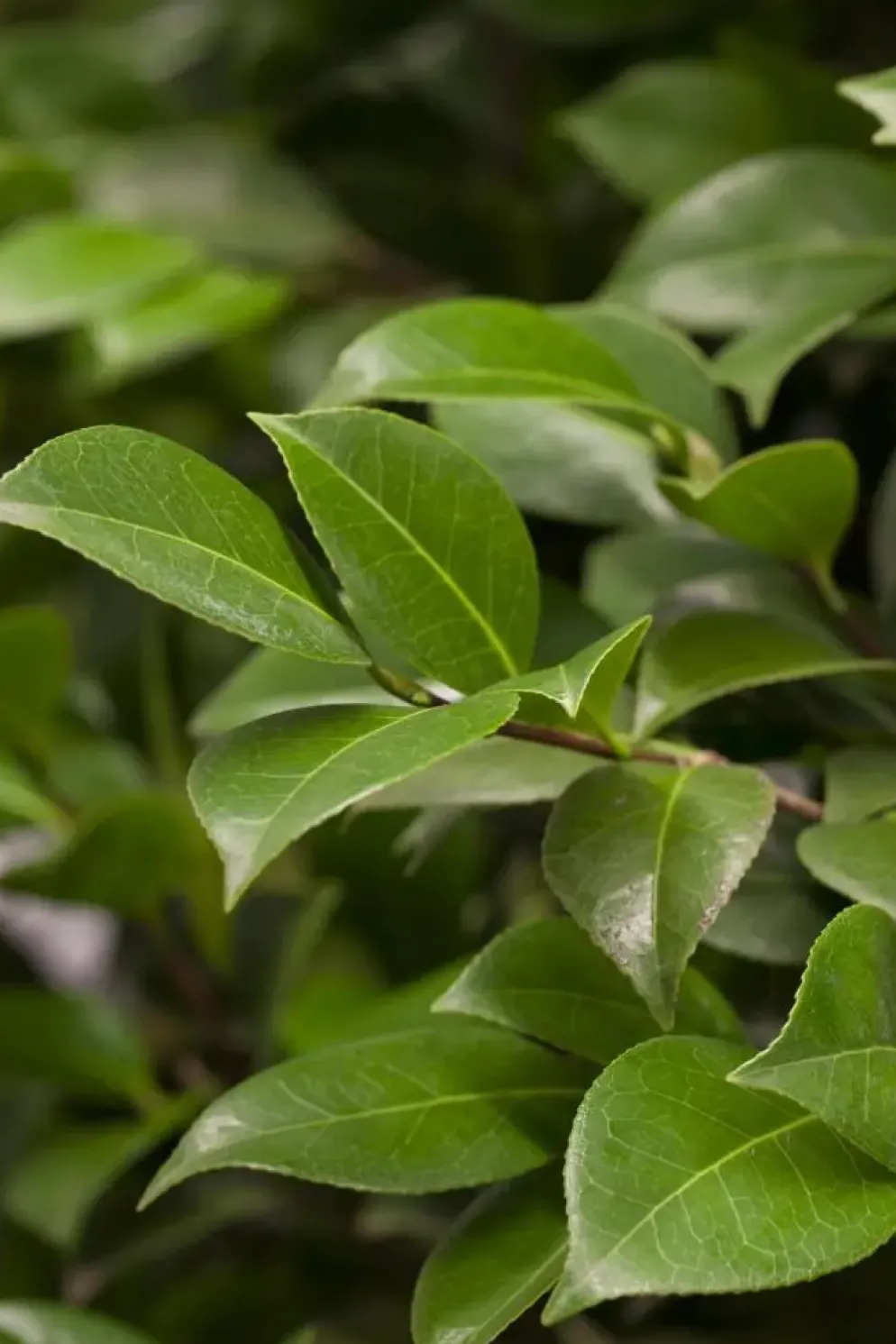 Camellia japonica (Japanse Roos)
