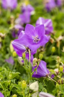 Campanula carpatica 'Blaue Clips' (Karpatenklokje)