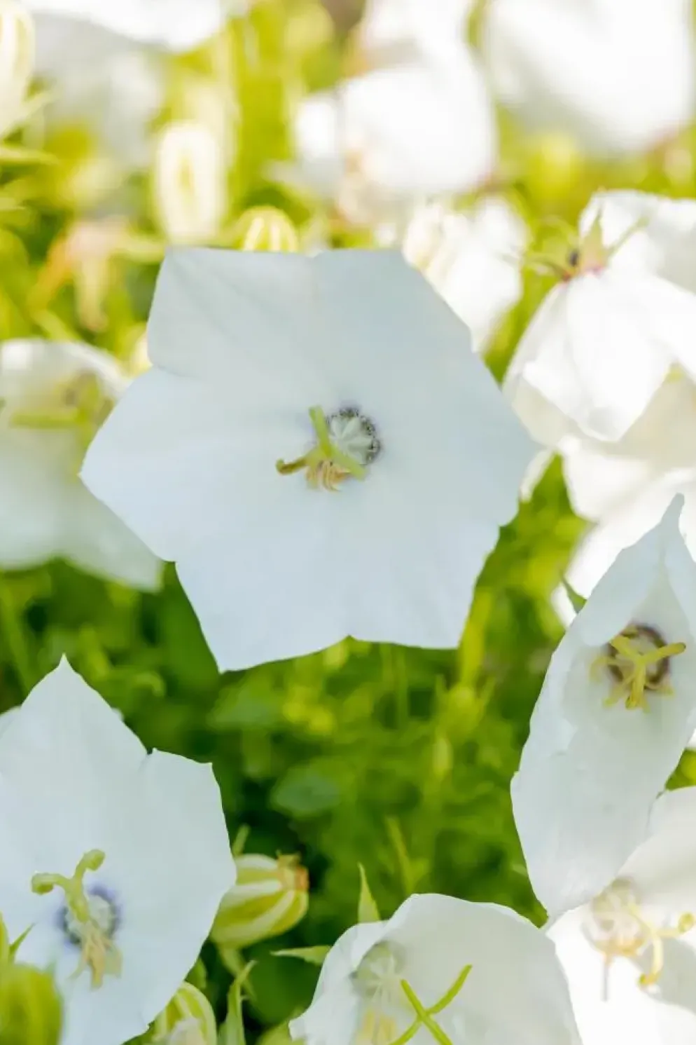 Campanula carpatica 'Weisse Clips' (Karpatenklokje)