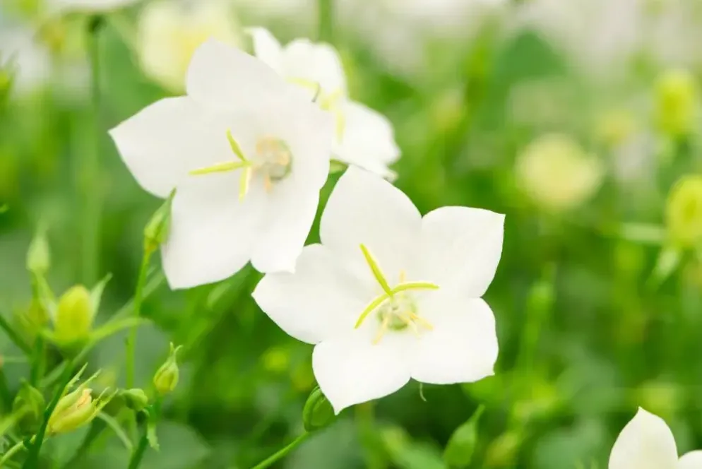 Campanula carpatica 'Weisse Clips' (Karpatenklokje)