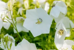 Campanula carpatica 'Weisse Clips' (Karpatenklokje)