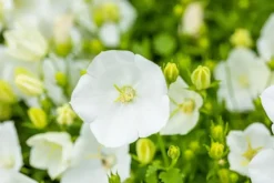 Campanula carpatica 'Weisse Clips' (Karpatenklokje)