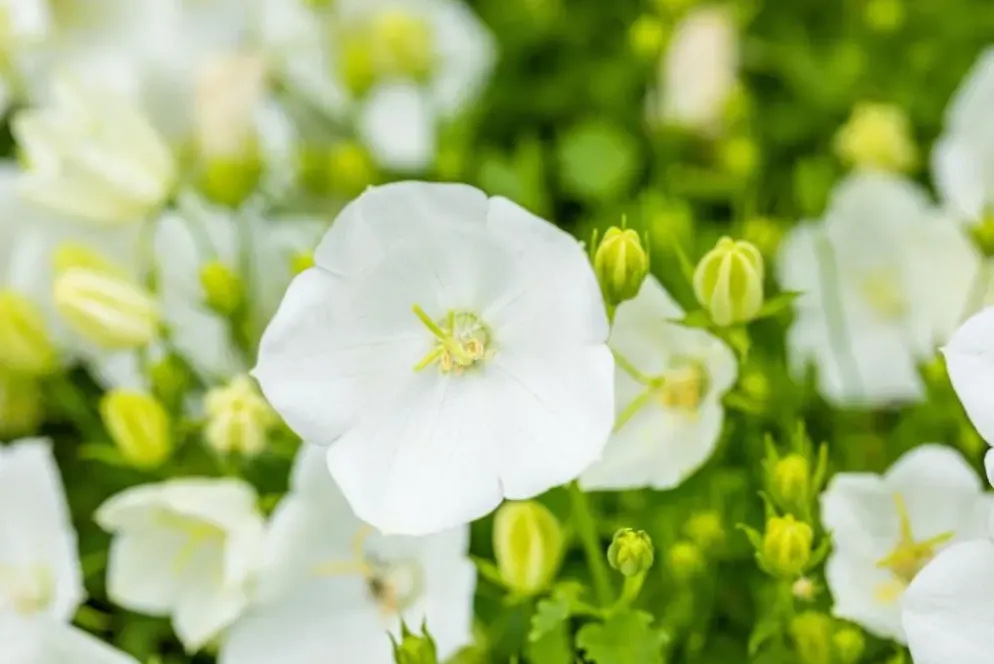 Campanula carpatica 'Weisse Clips' (Karpatenklokje)