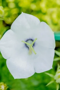 Campanula carpatica 'Weisse Clips' (Karpatenklokje)