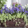 Campanula (Klokjesbloem)