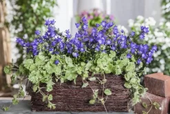 Campanula (Klokjesbloem)