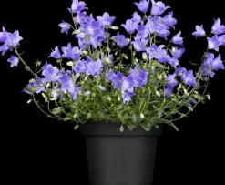 Campanula (Klokjesbloem)