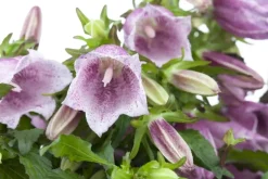 Campanula (Klokjesbloem)
