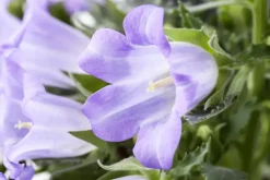 Campanula (Klokjesbloem)