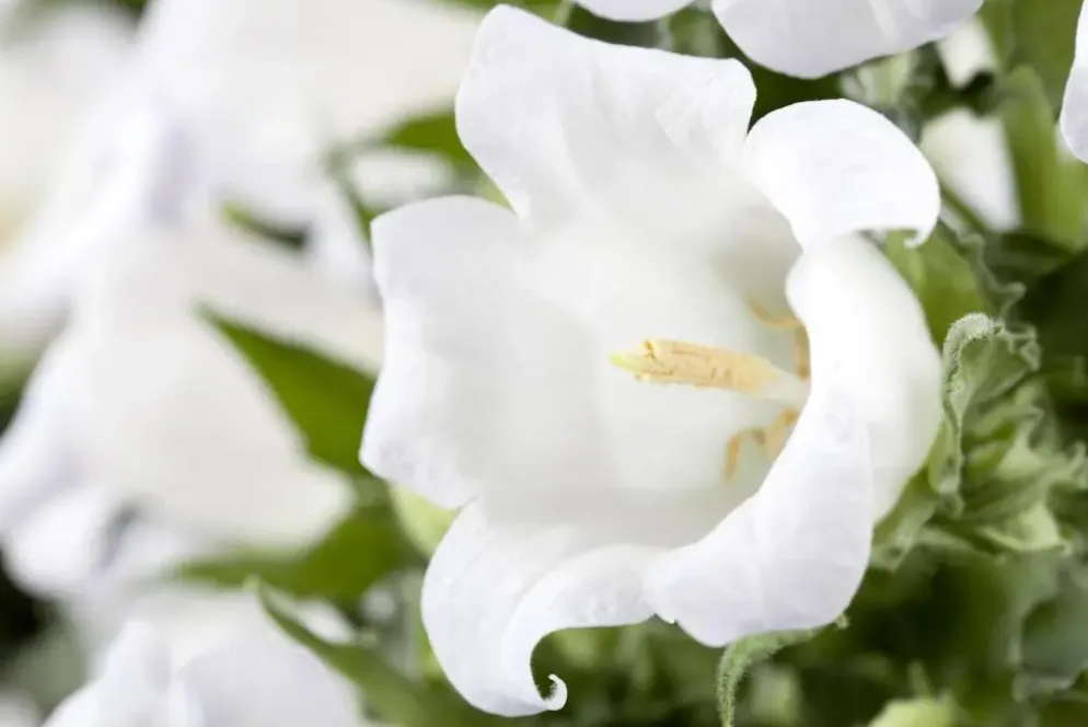 Campanula (Klokjesbloem)