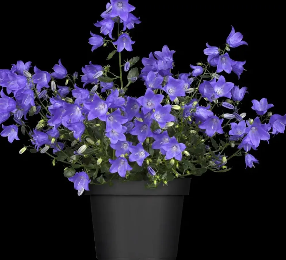 Campanula (Klokjesbloem)