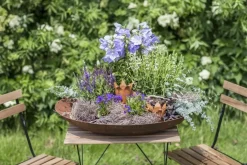 Campanula (Klokjesbloem)