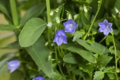Campanula (Klokjesbloem)