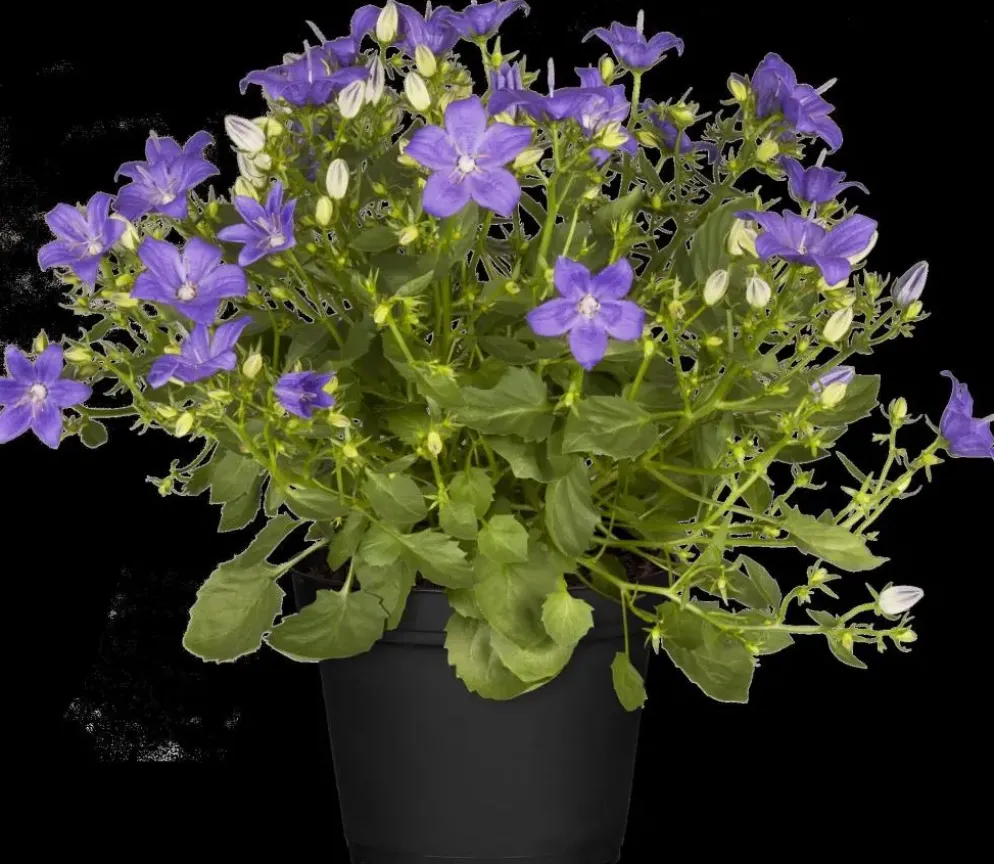 Campanula (Klokjesbloem)