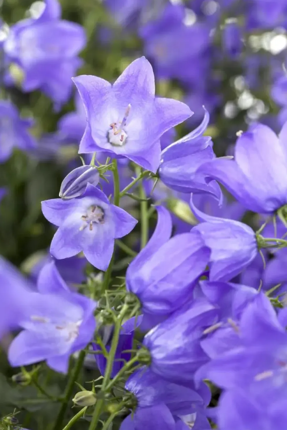 Campanula (Klokjesbloem)