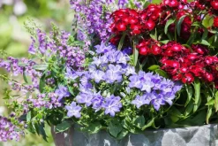 Campanula (Klokjesbloem)