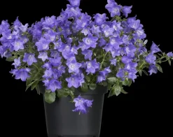 Campanula (Klokjesbloem)