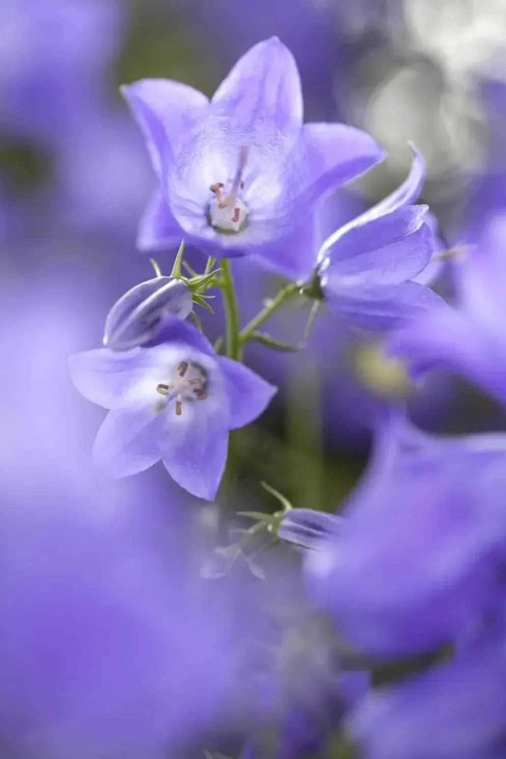 Campanula (Klokjesbloem)