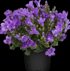 Campanula (Klokjesbloem)