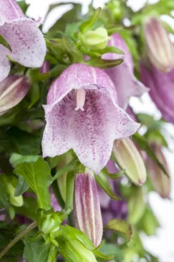 Campanula (Klokjesbloem)