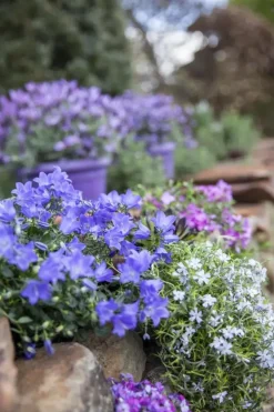 Campanula (Klokjesbloem)