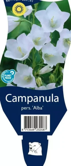 Campanula persicifolia 'Alba' (Perzikbladig klokje)