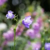 Campanula persicifolia (Perzikbladig klokje)