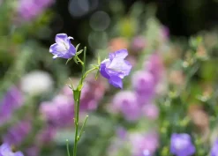 Campanula persicifolia (Perzikbladig klokje)