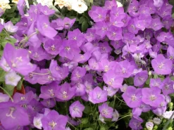 Campanula persicifolia (Perzikbladig klokje)