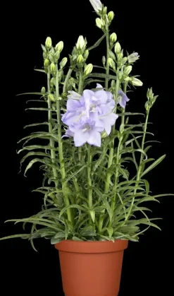 Campanula persicifolia (Perzikbladig klokje)