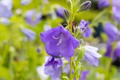 Campanula persicifolia (Perzikbladig klokje)