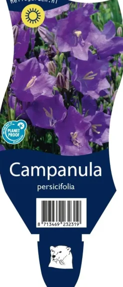 Campanula persicifolia (Perzikbladig klokje)
