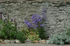 Campanula persicifolia (Perzikbladig klokje)