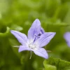 Campanula poscharskyana (Zodenvormend klokje)