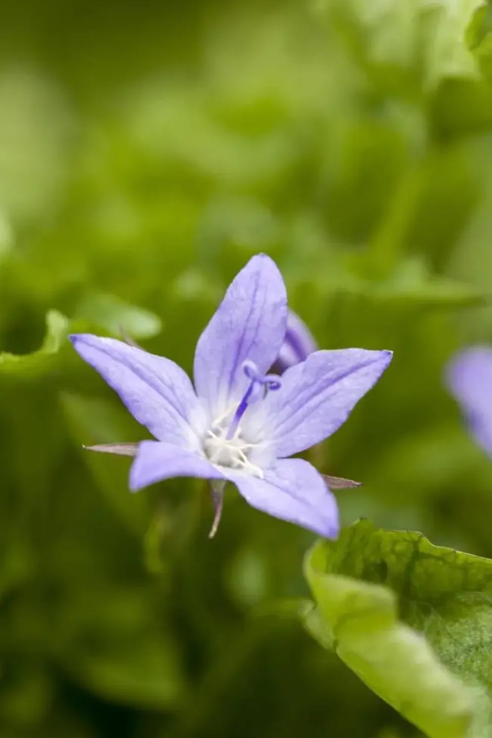 Campanula poscharskyana (Zodenvormend klokje)