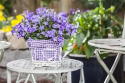 Campanula poscharskyana (Zodenvormend klokje)