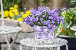 Campanula poscharskyana (Zodenvormend klokje)