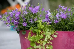 Campanula poscharskyana (Zodenvormend klokje)