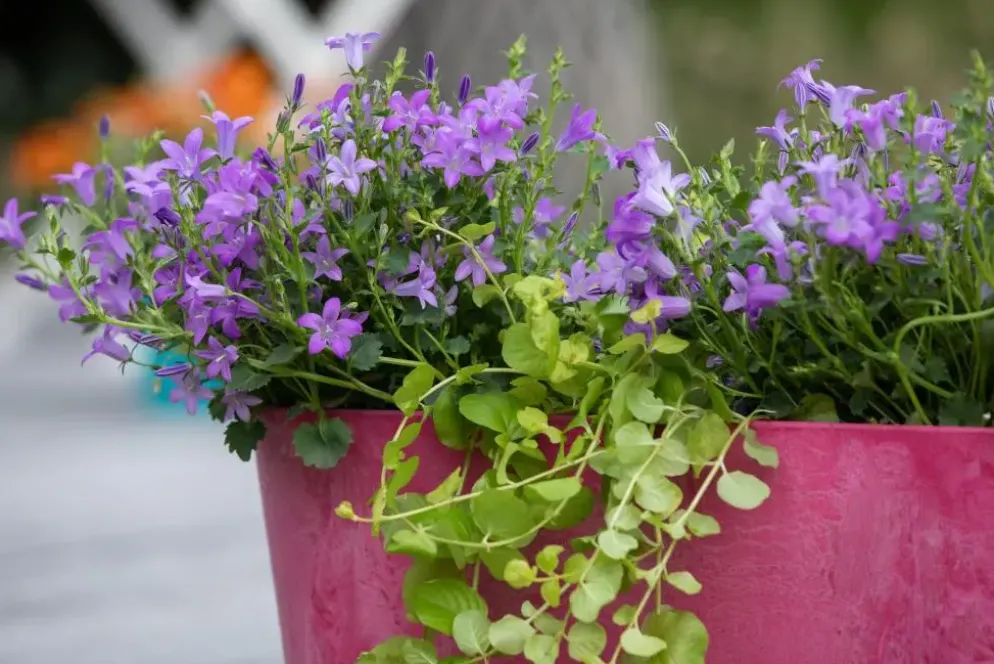 Campanula poscharskyana (Zodenvormend klokje)