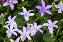Campanula poscharskyana (Zodenvormend klokje)