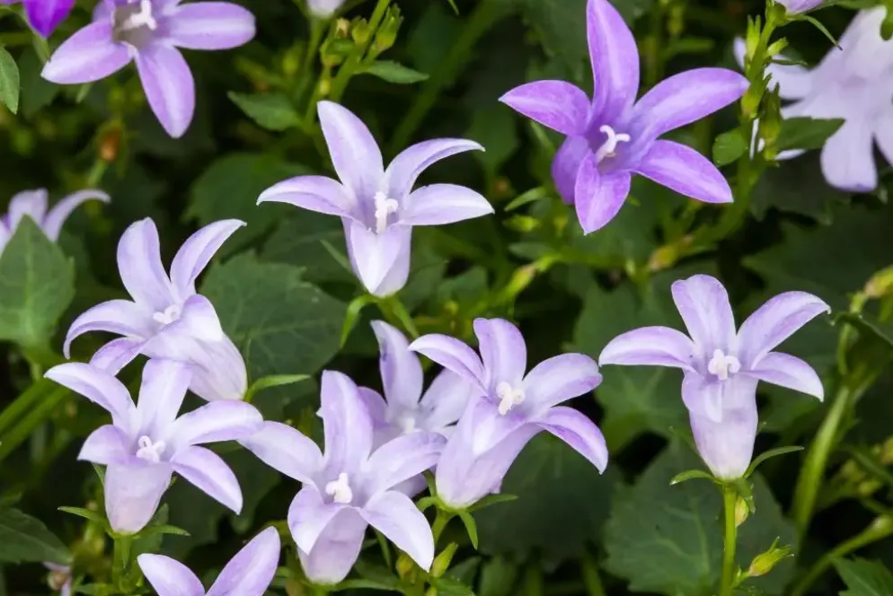 Campanula poscharskyana (Zodenvormend klokje)