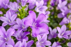 Campanula poscharskyana (Zodenvormend klokje)