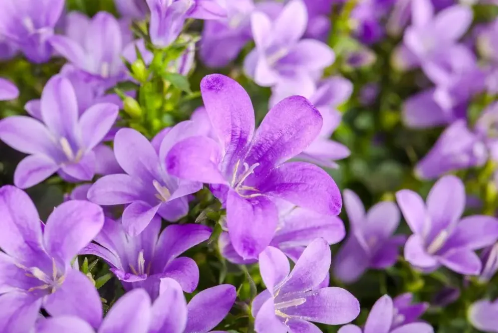 Campanula poscharskyana (Zodenvormend klokje)