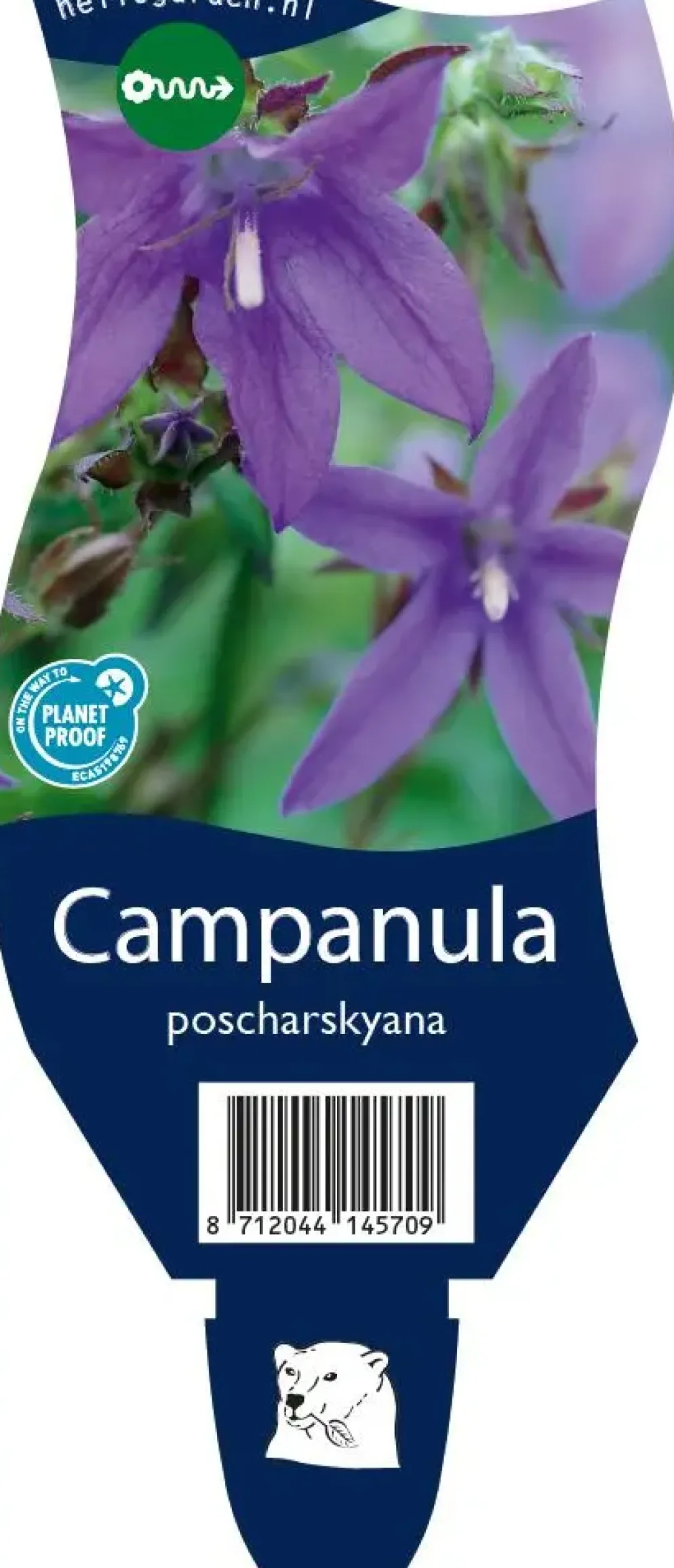 Campanula poscharskyana (Zodenvormend klokje)