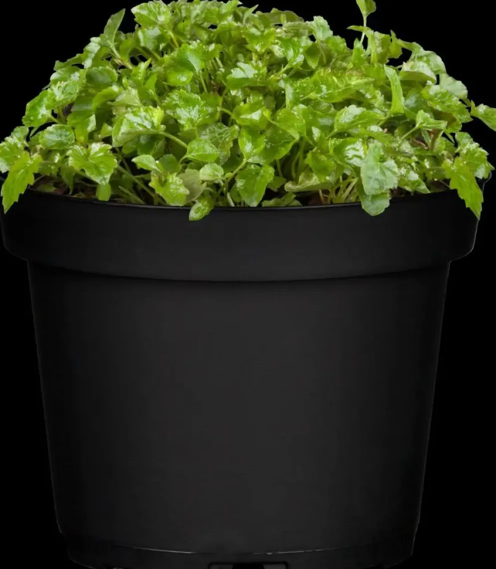 Campanula poscharskyana (Zodenvormend klokje)