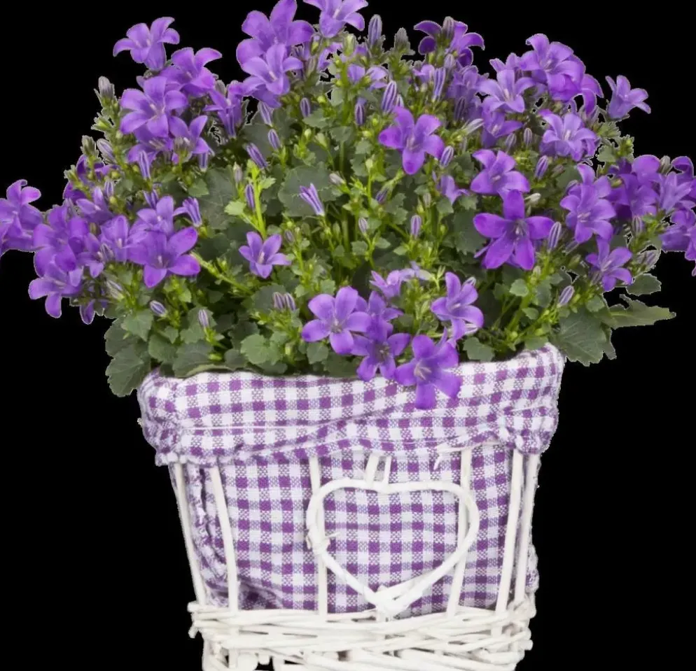 Campanula poscharskyana (Zodenvormend klokje)
