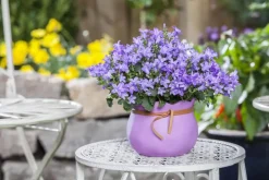 Campanula poscharskyana (Zodenvormend klokje)